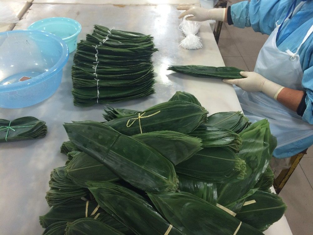 Lá tre tươi kích thước lớn