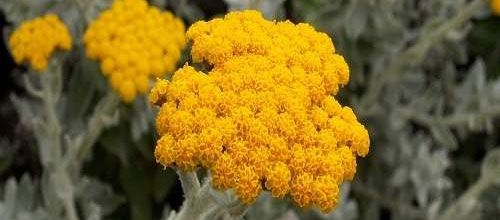 艾菊蜡菊纯露